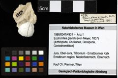 Foto (Objekt + Etiketten) von Eodromites grandis (von Meyer, 1857) 